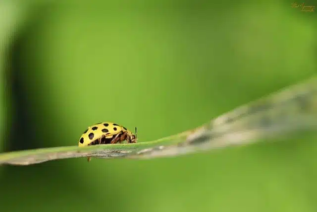 The 22-Spot Ladybird - beautiful yellow animals