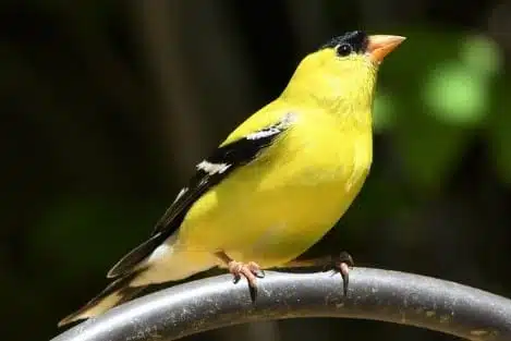 American Goldfinch - Stunning yellow animals