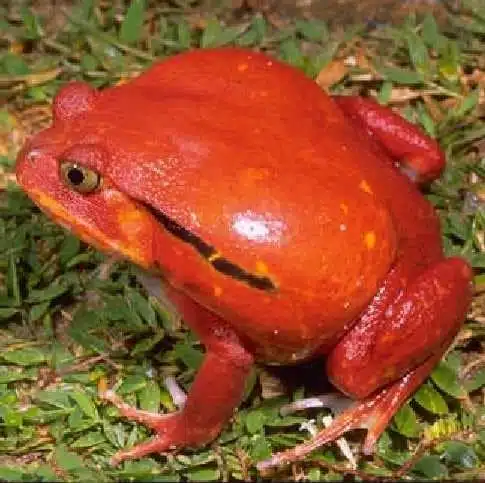 Tomato Frog- cool red animals