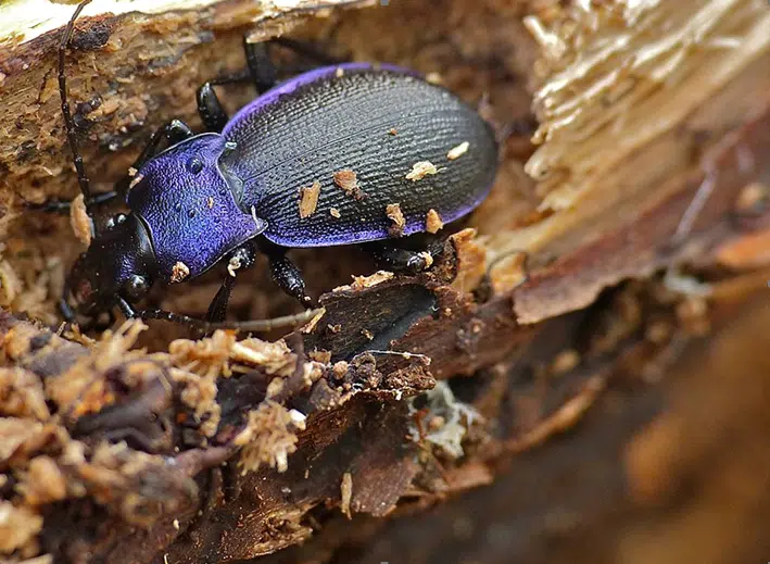 violet ground beetle