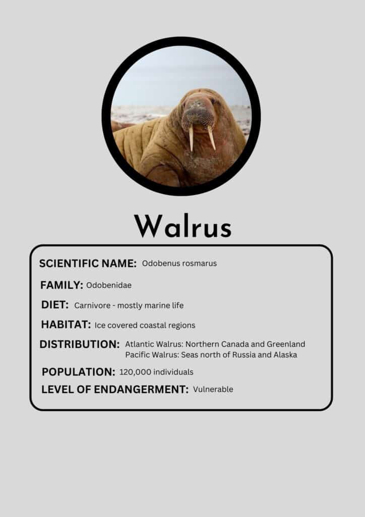 Walrus - Animals Around The Globe