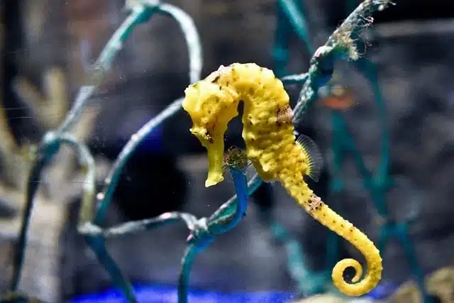  Yellow Seahorse - stunning yellow animals