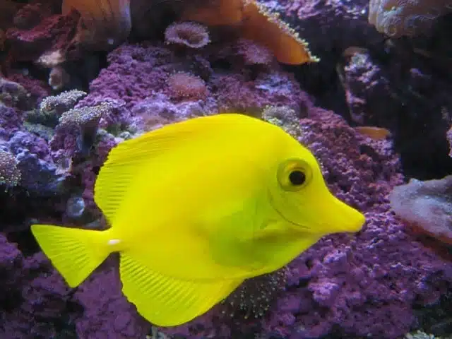 Yellow Tang - stunning yellow animals