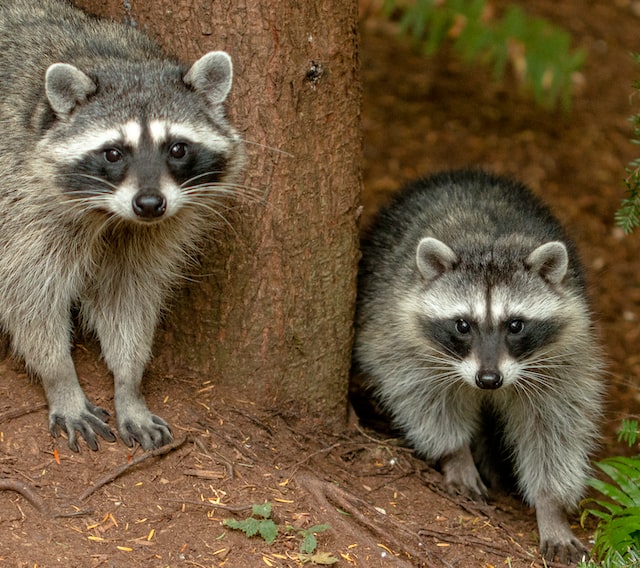 raccoons in forest