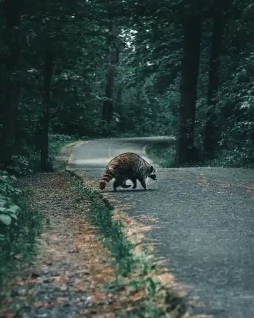 raccoon on road