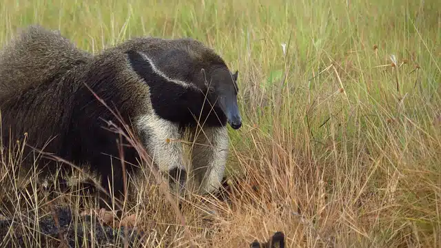 giant anteater diet