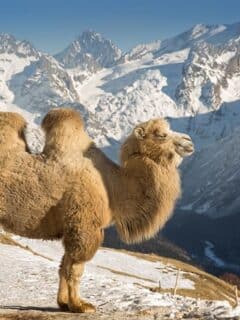 Bactrian camel in asia