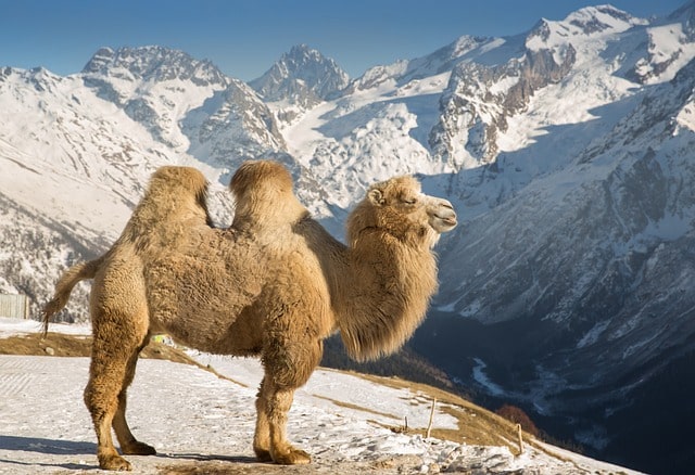 Bactrian camel in asia