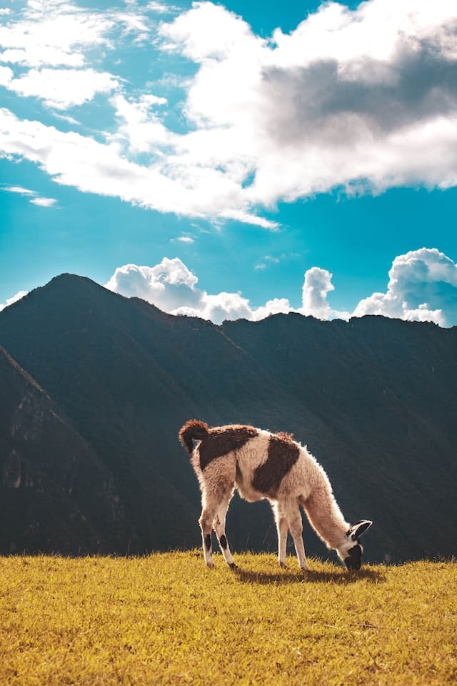 alpaca