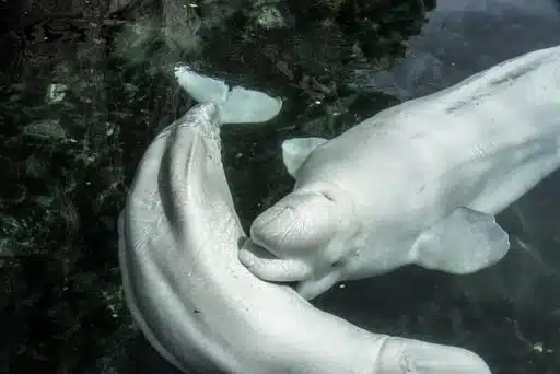 beluga whale most endangered animal in north America 