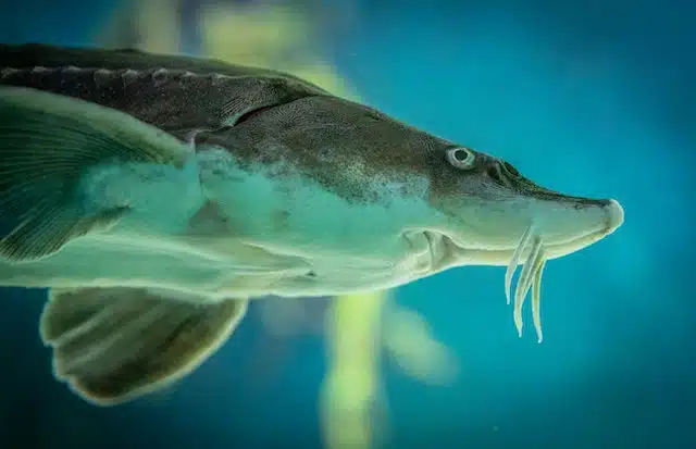 beluga sturgeon endangered fish