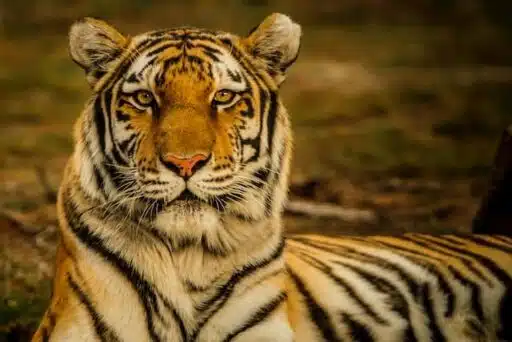 South Asia tiger endangered