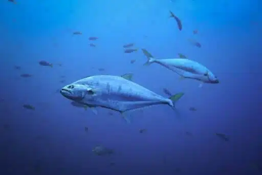 bluefin tuna most endangered fish