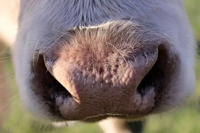 animals best sense of smell