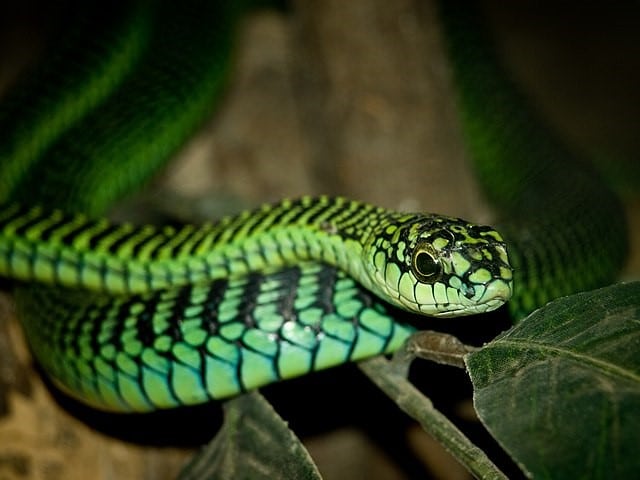 boomslang - a green venomous snake
