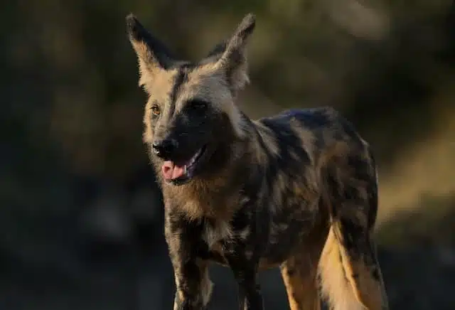 the african wild dog