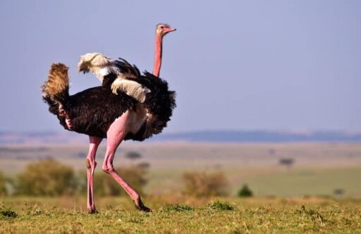 north african ostrich endangered