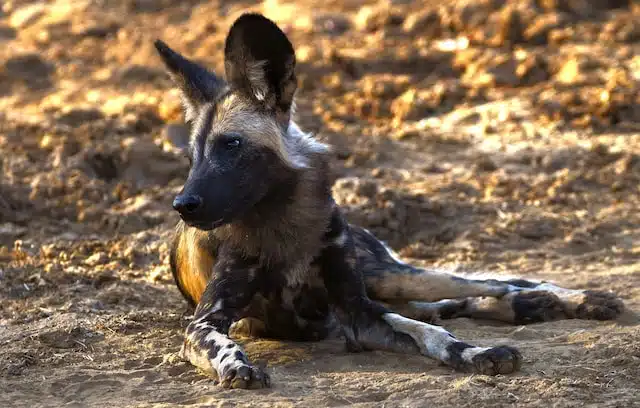 african wild dog facts