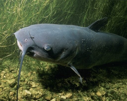 endangered Mekong Giant Catfish