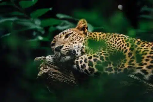 jaguar endangered animal south america