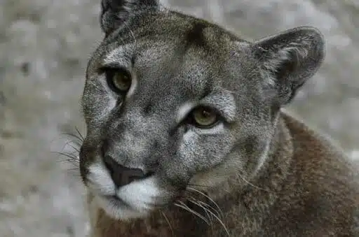 Florida Panther most endangered animal in North America 