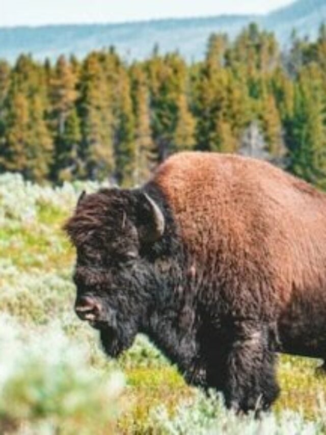 Unveil The American Bison Spiritual Meaning