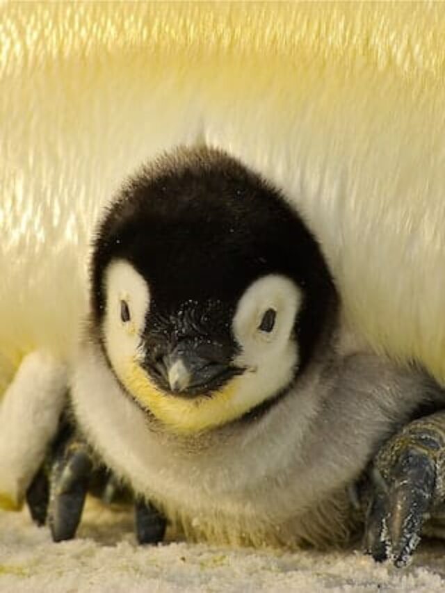 emperor penguin baby
