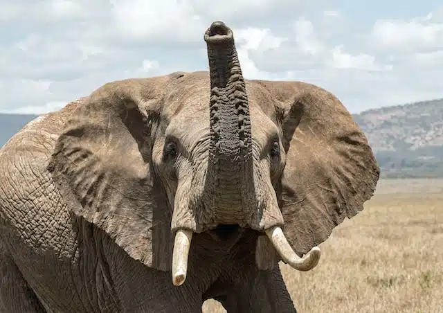 elephant best sense of smell