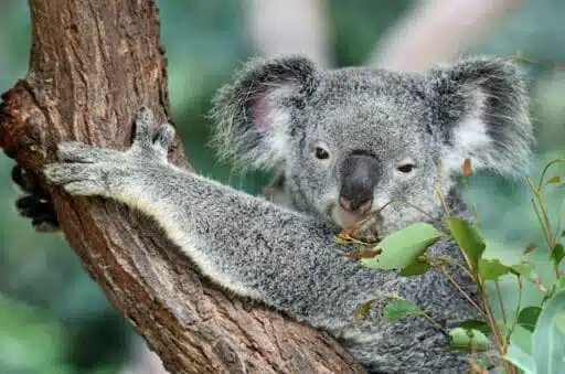 koala endangered animal Australia
