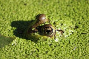 Frog Poop