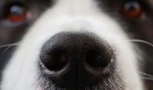 animals with best sense of smell
