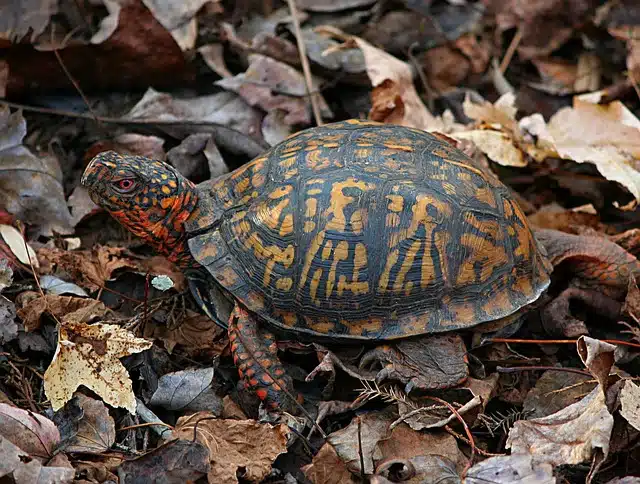 Eastern Box Turtle endangered animal conneticut