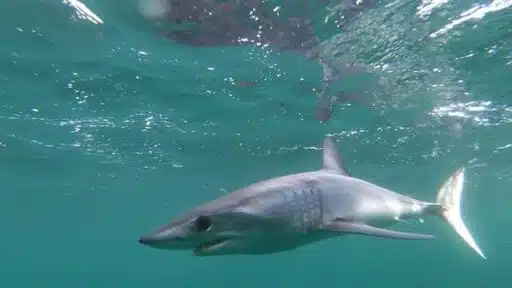 Shortfin Mako Shark in New York