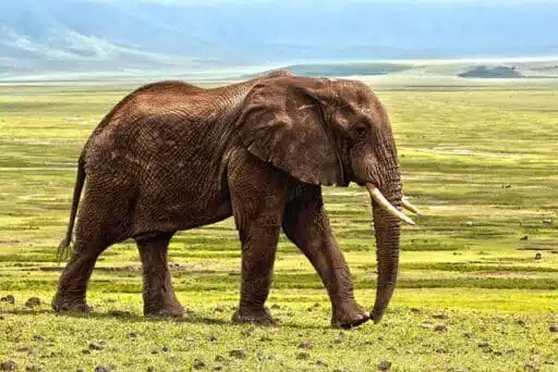 african elephant endangered animal