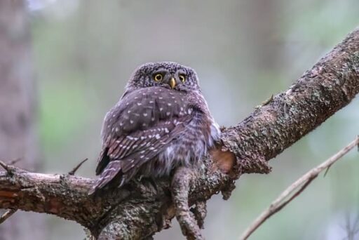 Northern Pygmy Owl cutest US animal