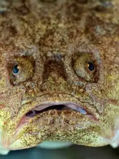Monkfish most ugly fish
