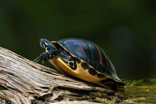 red belly turtle