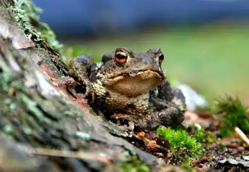 frog in forest