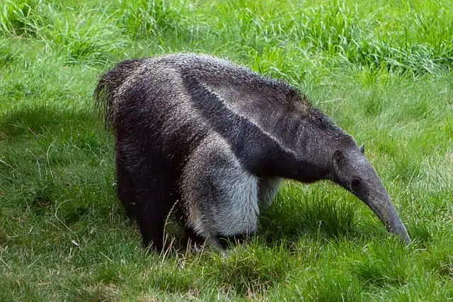 giant anteater habitat