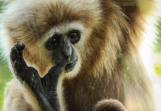 Eastern Black Crested Gibbon endangered animal