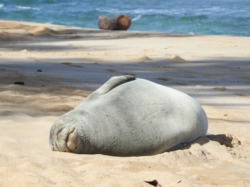 monk seal endangered animal