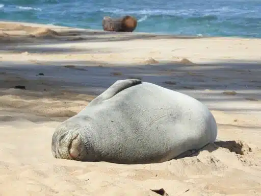 monk seal endangered animal