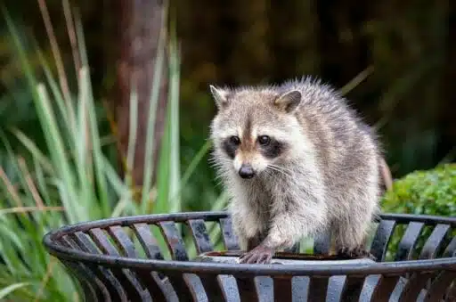 raccoon in trash can