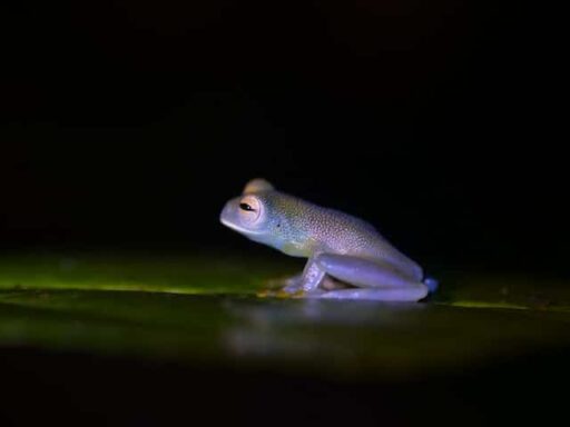 glass frog endangered amphibian