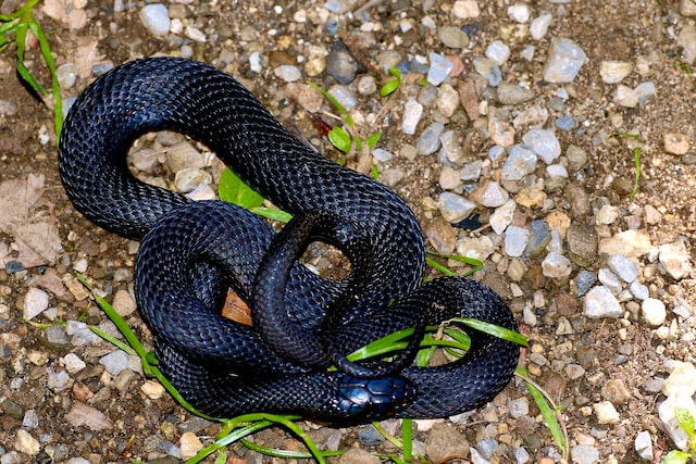  Black Racer Snake endangered animal conneticut