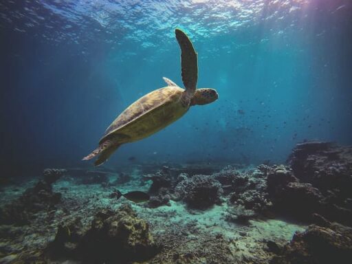 Green Sea Turtle endangered