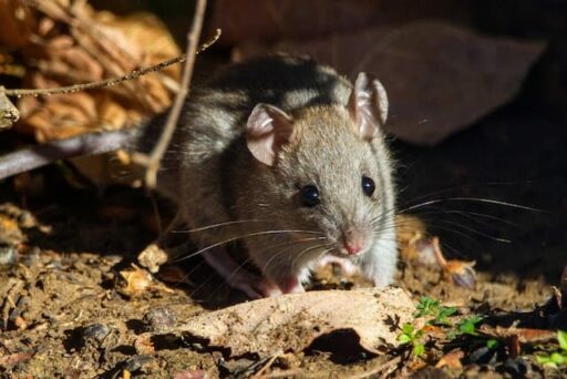 smokey mouse endangered animal