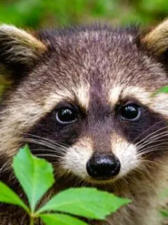 raccoon appearance