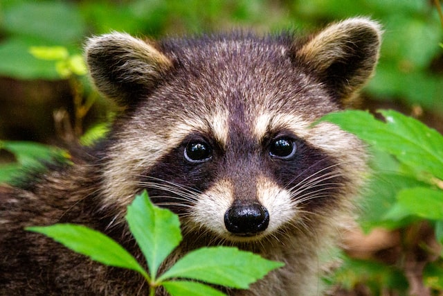 Raccoon - Animals Around The Globe