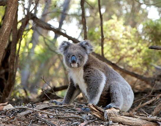 Top 10 Most Endangered Animals in Australia
